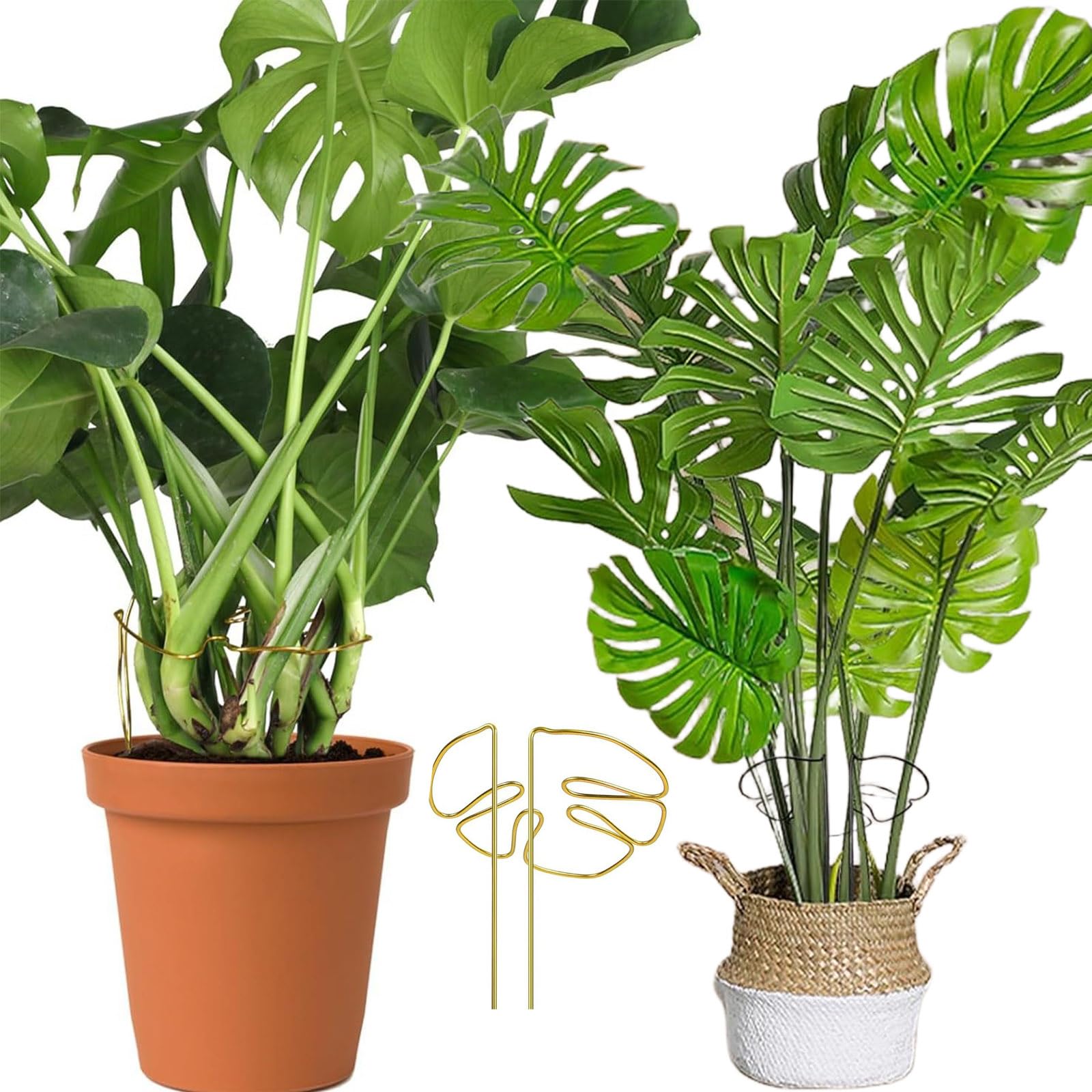2 Stck Pflanzensttze, Rankhilfe Monstera, Pflanzenstab fr Kletternde  Zimmerpflanzen Einzigartige, Multifunktionale Pflanzenstnder fr Drinnen  und Drauen : Amazon.de: Garten