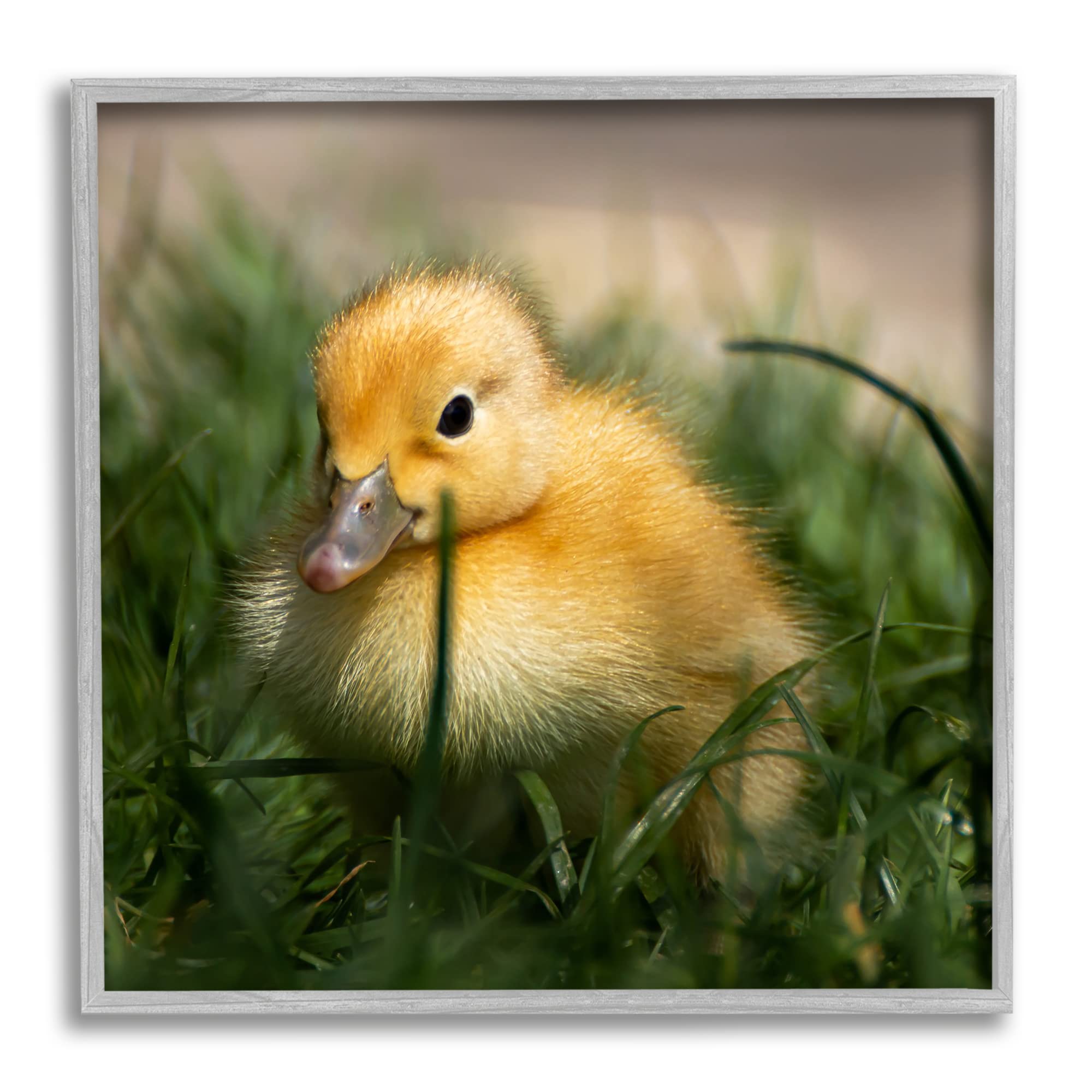 Stupell Industries Baby Duckling in Grass Photography Framed Giclee Art, Design by Lil' Rue