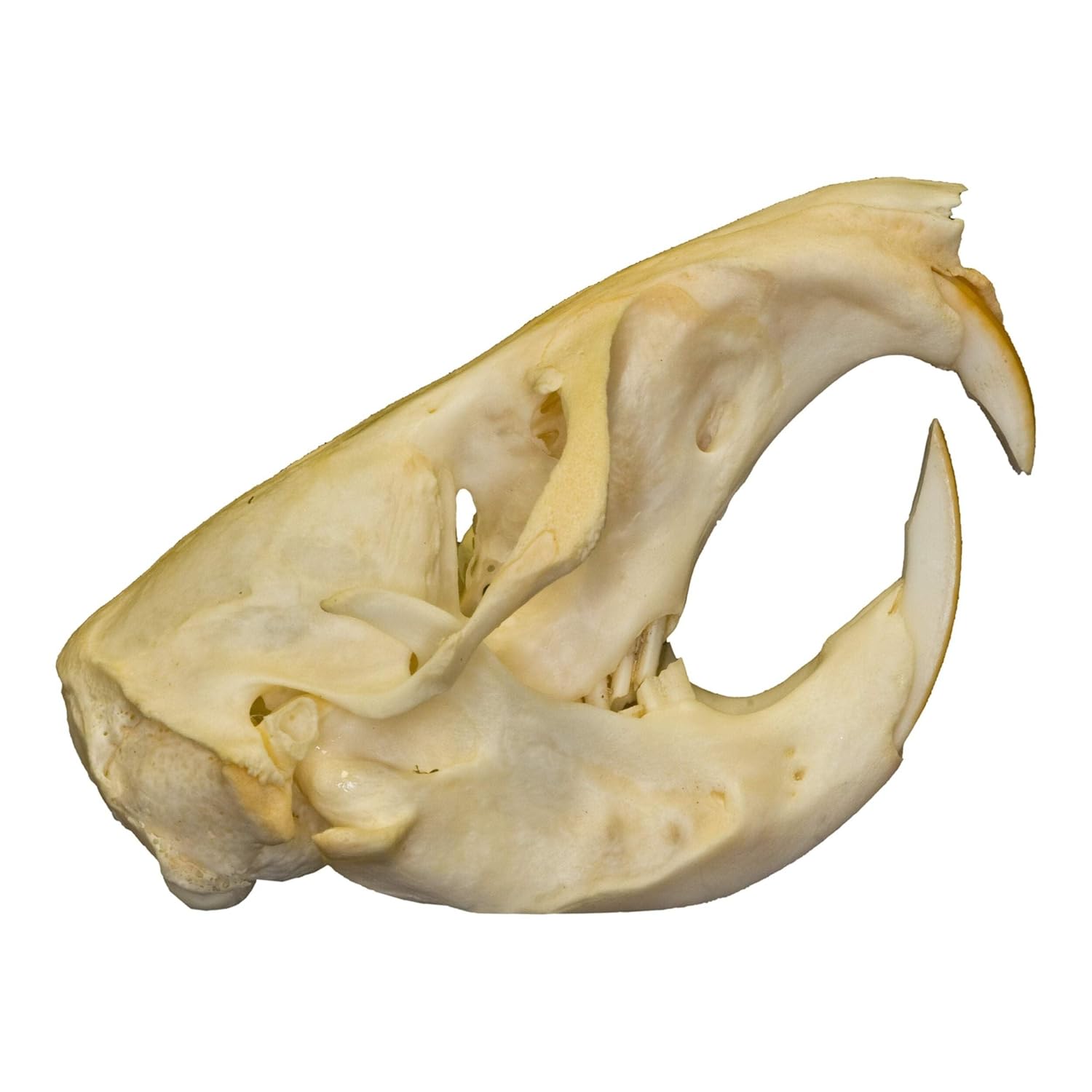 Skulls Unlimited Real Pocket Gopher Skull B Quality
