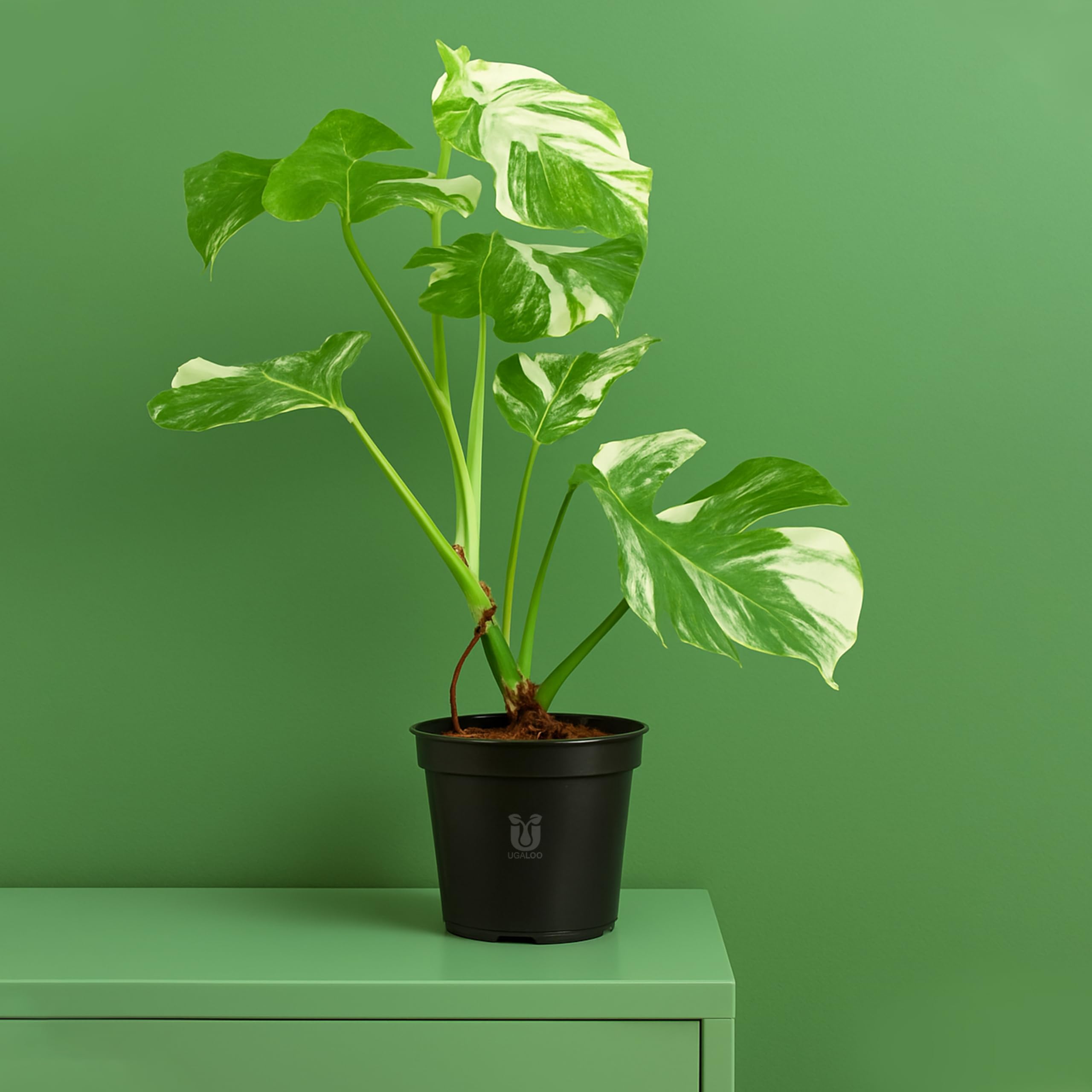UGALOO Monstera Albo Variegated Live Indoor Plant | Monstera Deliciosa Rare Variegated Houseplant in Black Nursery Pot | Air Purifying Plant for Home & Office Décor-image-32