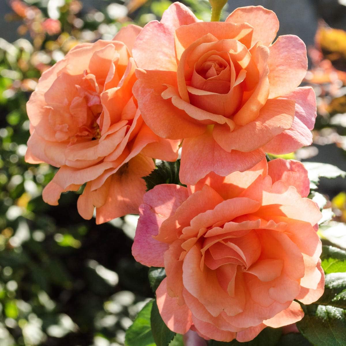 BRECK'S - Easy Does It Dormant Bare Root Floribunda Rose, Includes one Plant per Order