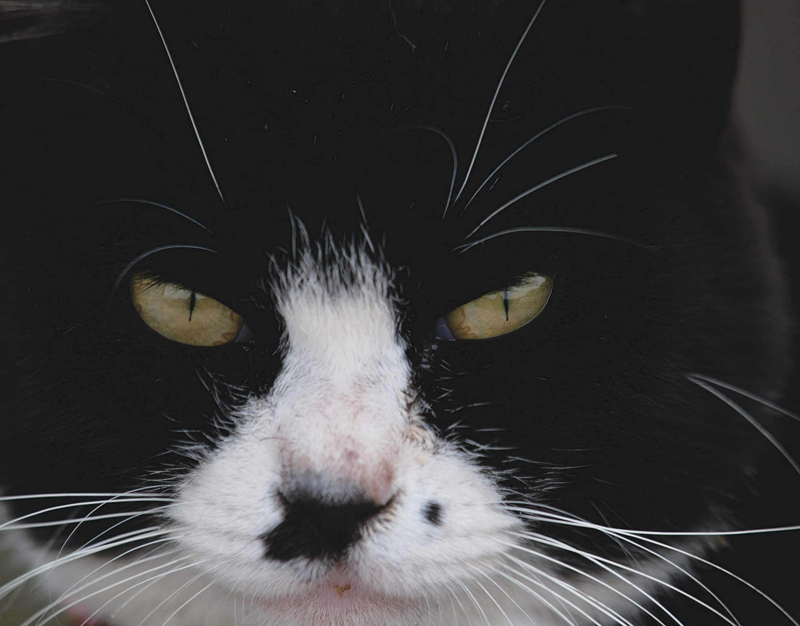 Amazon Co Jp ボス猫カレンダー22 特別付録 A1サイズポスターカレンダー付 カレンダー 岩合 光昭 文房具 オフィス用品