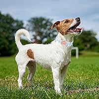 Vista 183 de Unique Style Paws - Collar rosa con hebilla de metal, duradero y lindo para perros pequeños a grandes