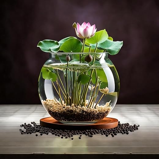 Amulya Farms Lotus Flower Seeds Pack of 25