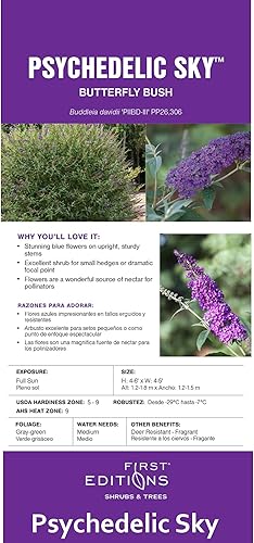 Miniatura 5 de First Editions - Buddleia psicodélico de 2 galones, azulmorado