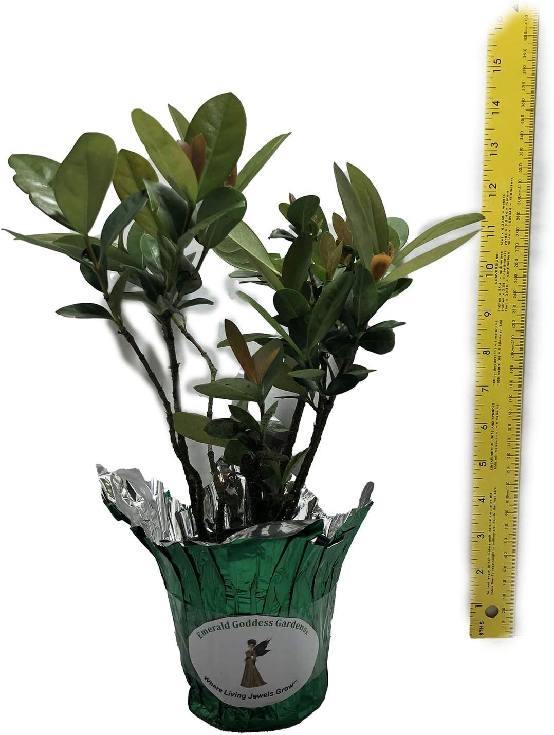 Maui Red - Ixora coccinea cv - Live Tropical Shrub Plant Orange Red Star Flower Emerald Goddess Gardens Starter Sz 4 Inch Pot
