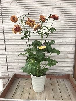 ＊花＊です！ 新たな季節の始まりに似合う、シトラスカラーの花瓶活け
