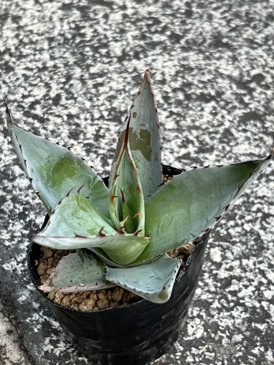 アガベの油彩画 約500cm x400cm アガベの油彩画 約500cm x400cm アガベの油彩画 約500cm x400cm