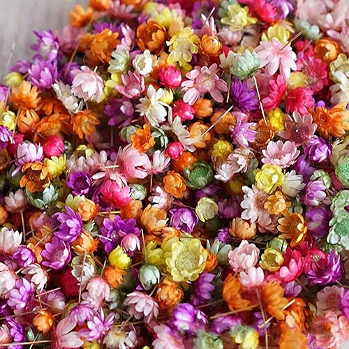 Miniatura 1 de 1420 hojas de flores secas reales prensadas para resina epoxi para hacer joyas de uñas DIY