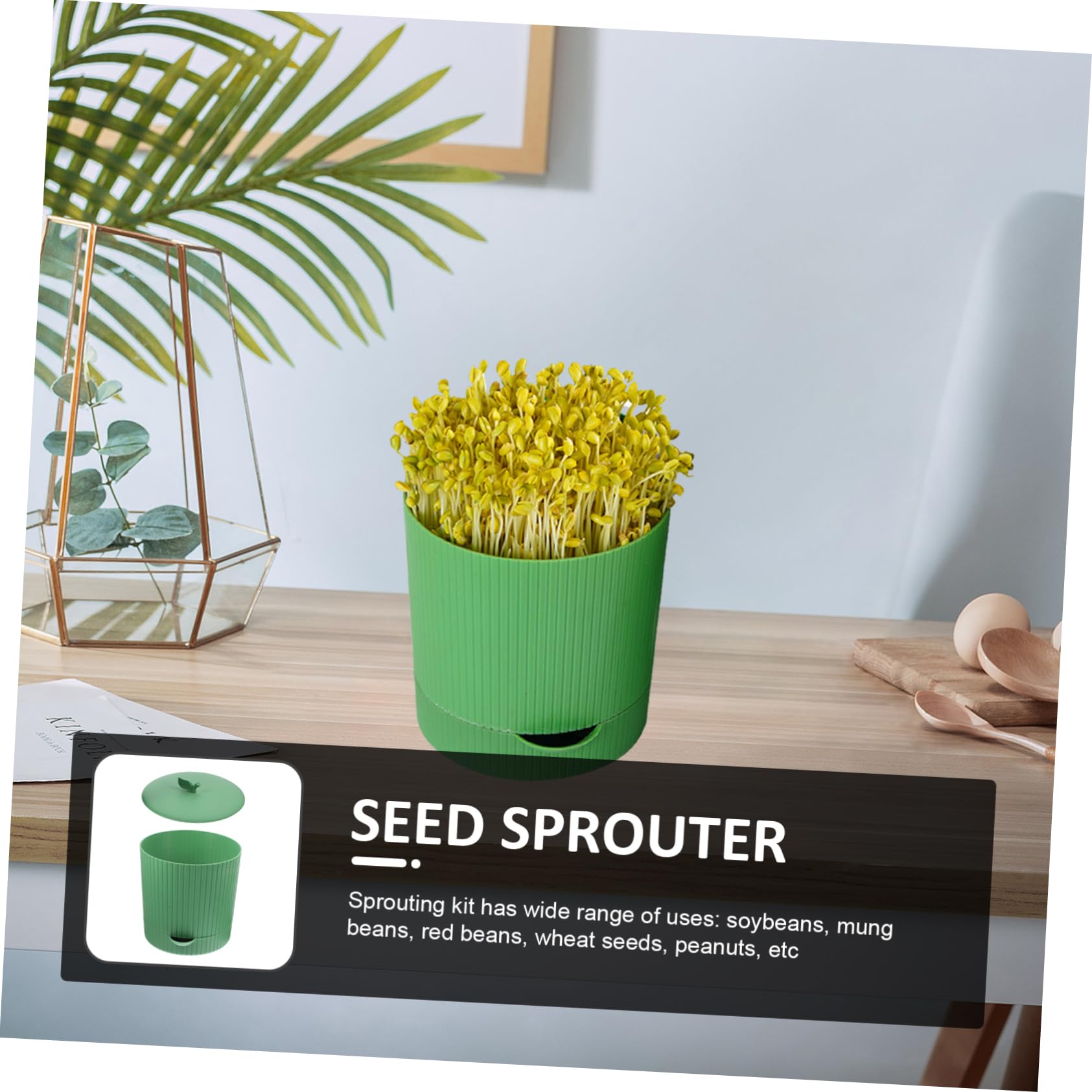 Cabilock Germoir pour Graines à Germer, Kit de Culture de Germes de Haricots en PP et Pierre, Réutilisable, Design D’évacuation D’Eau, pour Maison et Jardin | Vert, Sortie D’eau et Structure Respirante, pour Soja et Graines de Blé, Usage Porche et Jardin