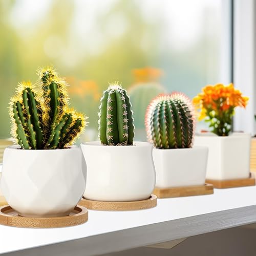 Miniatura 4 de 32 juegos de macetas para suculentas, macetas pequeñas para suculentas con drenaje de cerámica, maceta de cerámica con bandeja de bambú para