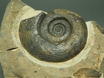 オウムガイ化石　モロッコ産　特大 オウムガイ化石 モロッコ産 特大 オウムガイ化石 モロッコ産