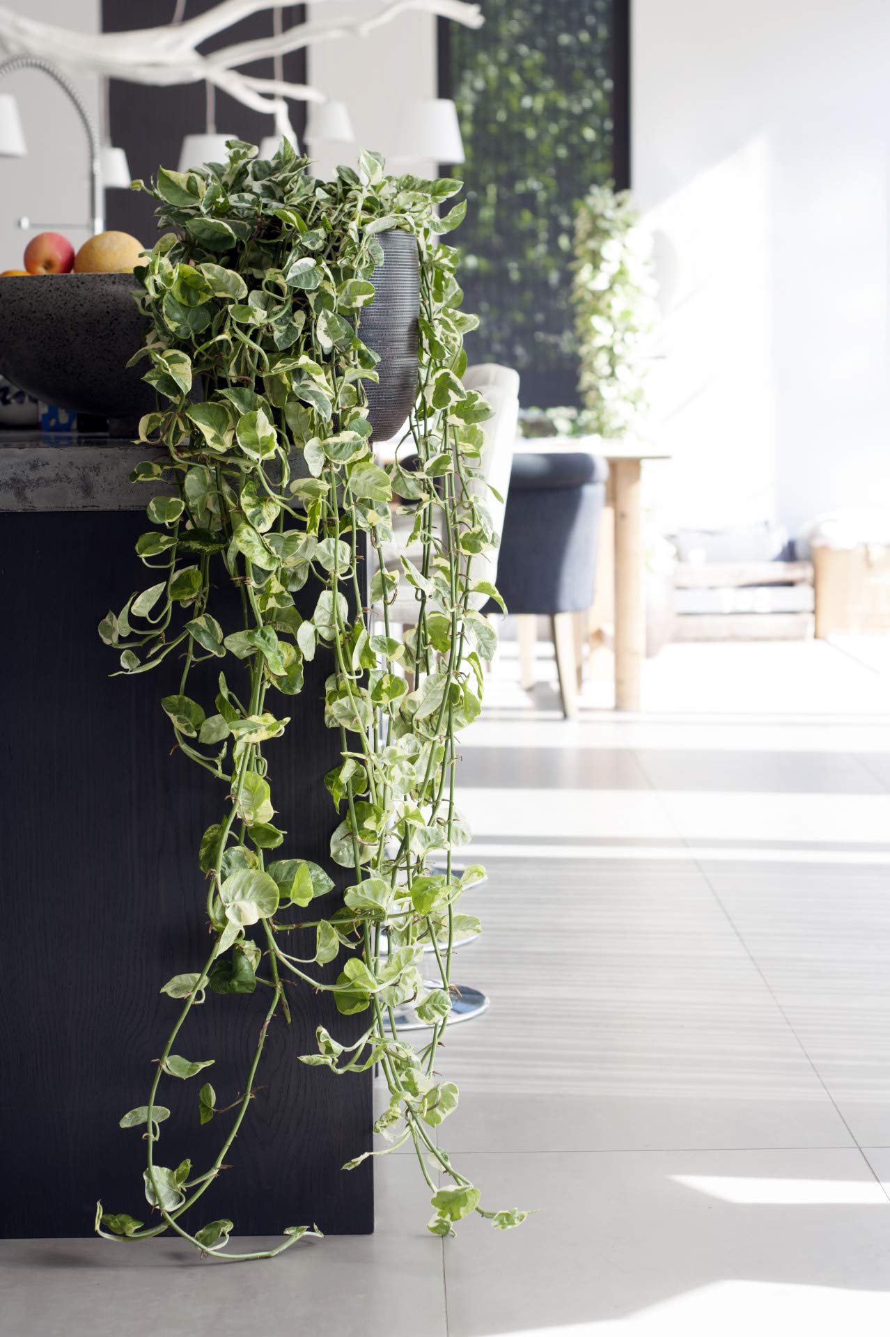 Bloomique - Scindapsus N-Joy - Efeutute - Hngepflanze - Auch geeignet als  Kletterpflanze - Zimmerpflanzen - Luftreinigend - Pflegeleicht - Hhe 20-30  cm - Topf 15 cm : Amazon.de: Garten