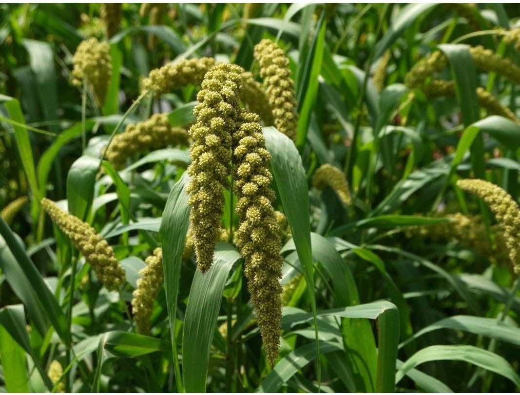 German Millet (Foxtail Millet) Has a drooping “Foxtail
