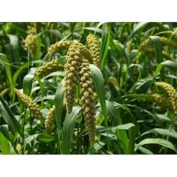 ☆millet☆ Amazon.com : Arrowhead Mills Organic Gluten Free Millet