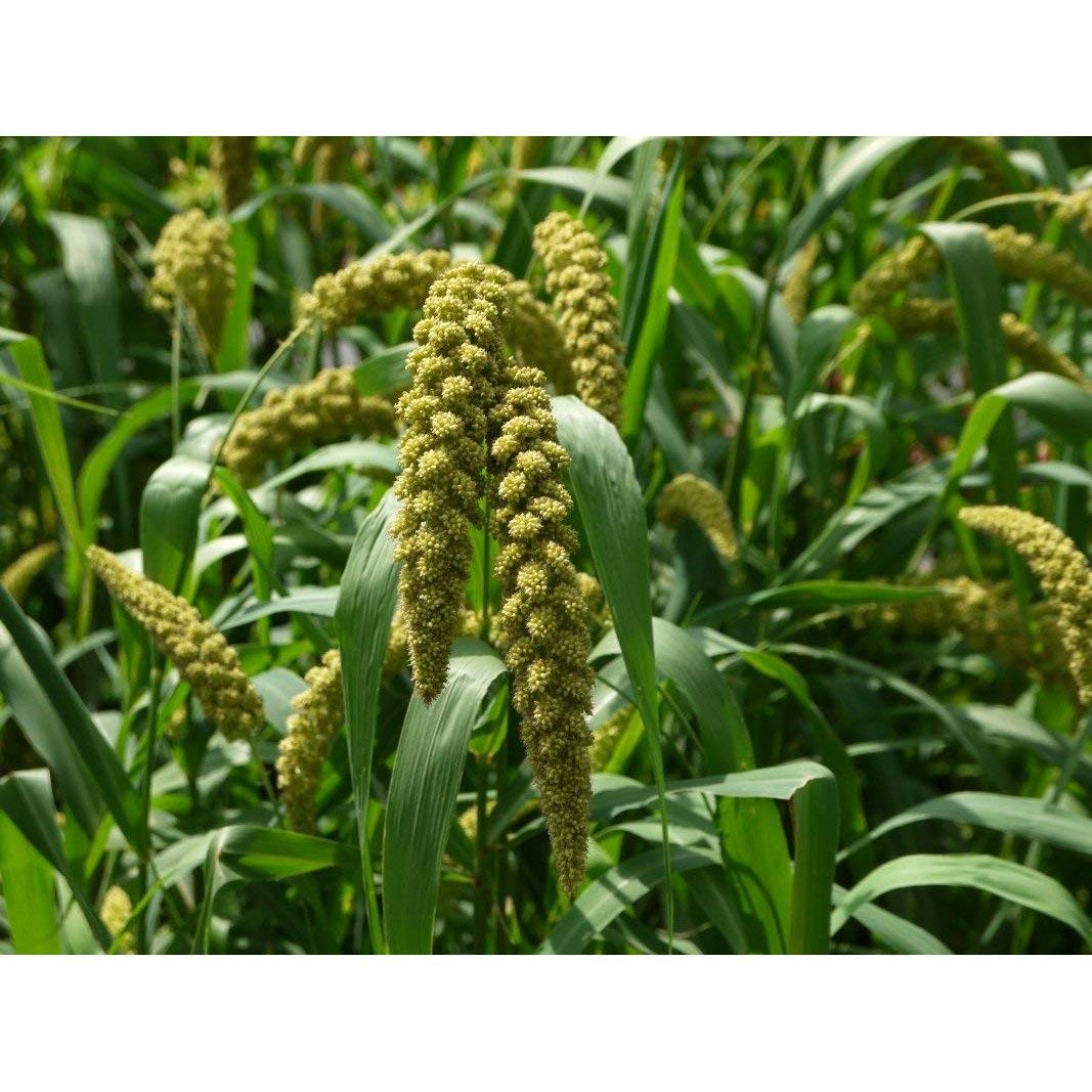 Amazon.com : German Millet (Foxtail Millet) Seeds (80 Seed Pack