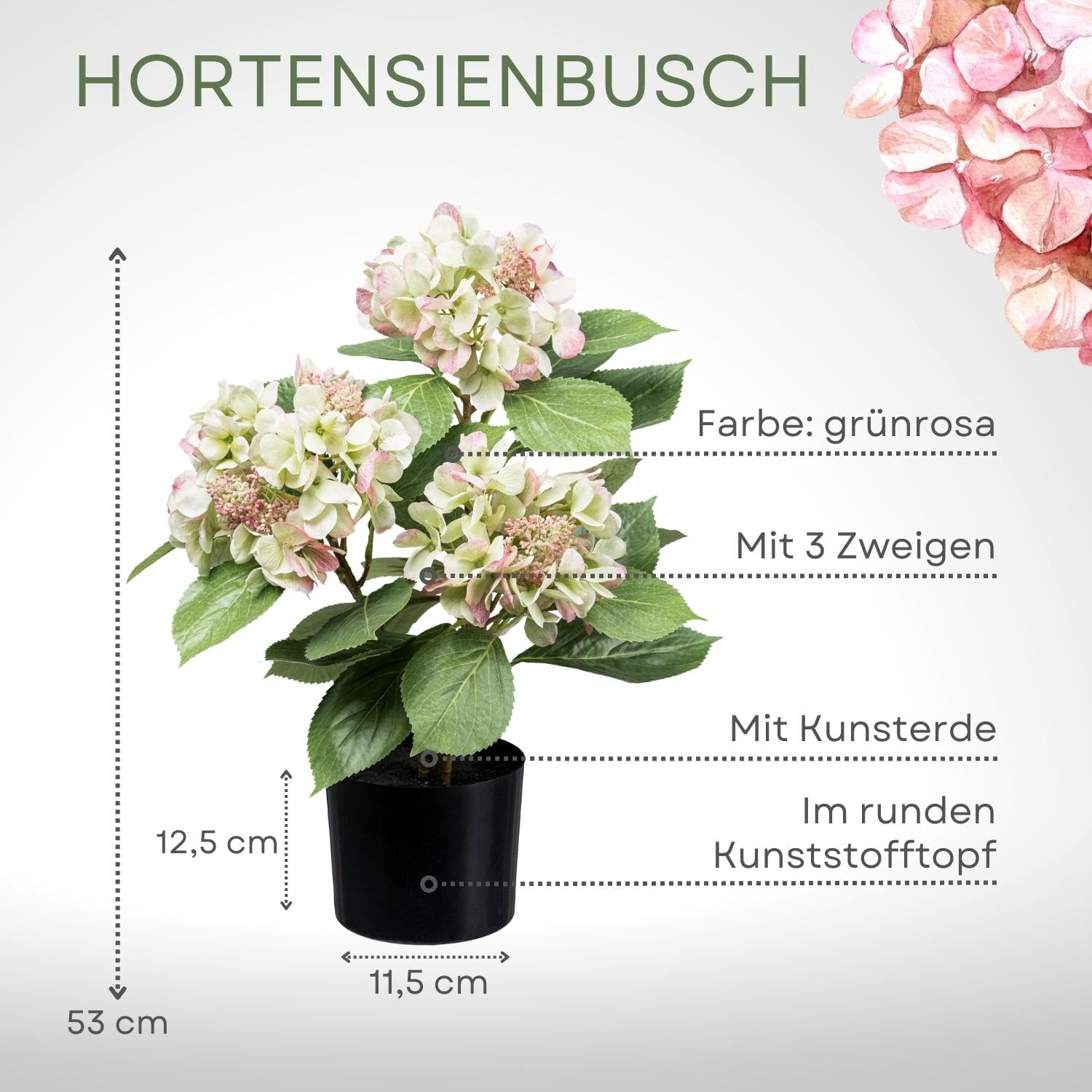 gummibaum mit stamm Ficus Elastica Robusta kaufen  Eleganter Gummibaum auf Stamm  Wurzelwerk  Design