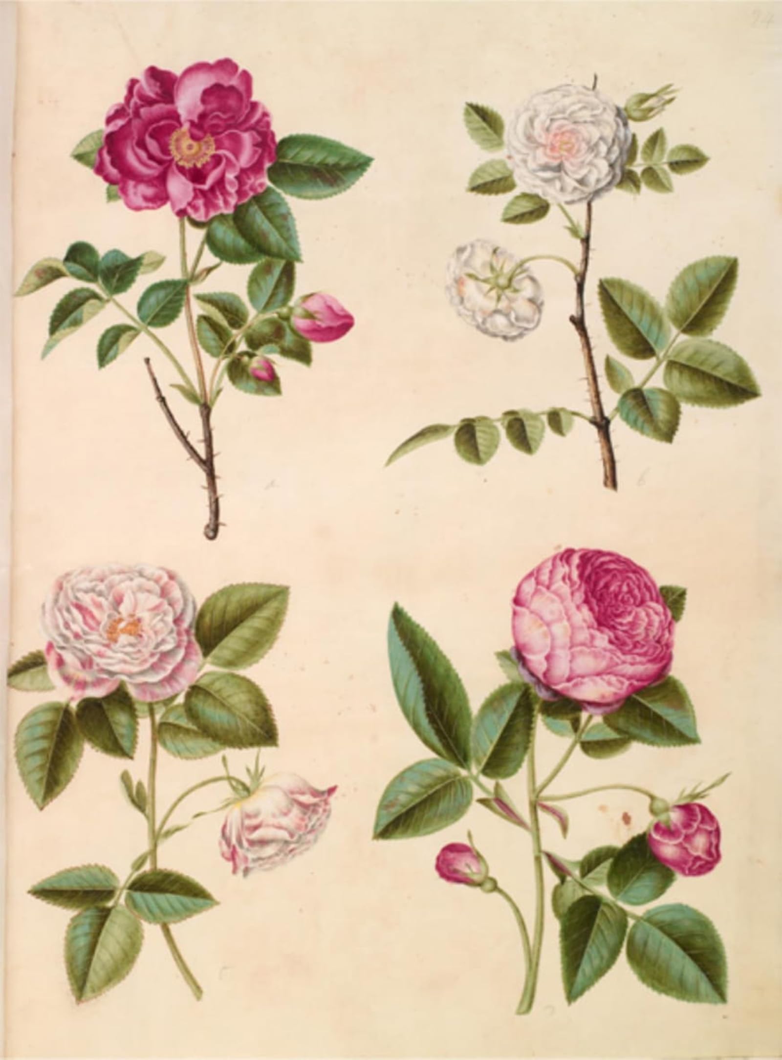 POSTERIIk Famous Animal Posters Vintage Picture Rosa Gallica by Hans Simon Holtzbecker Modern Wall Decor for Home Decor 60x90cm