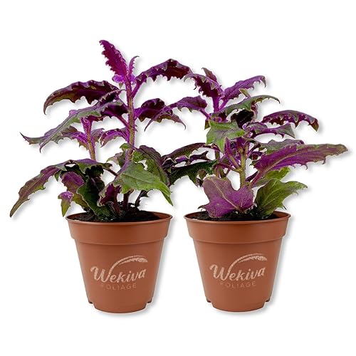 Purple Passion Plant - Royal Velvet - 2 Live Starter