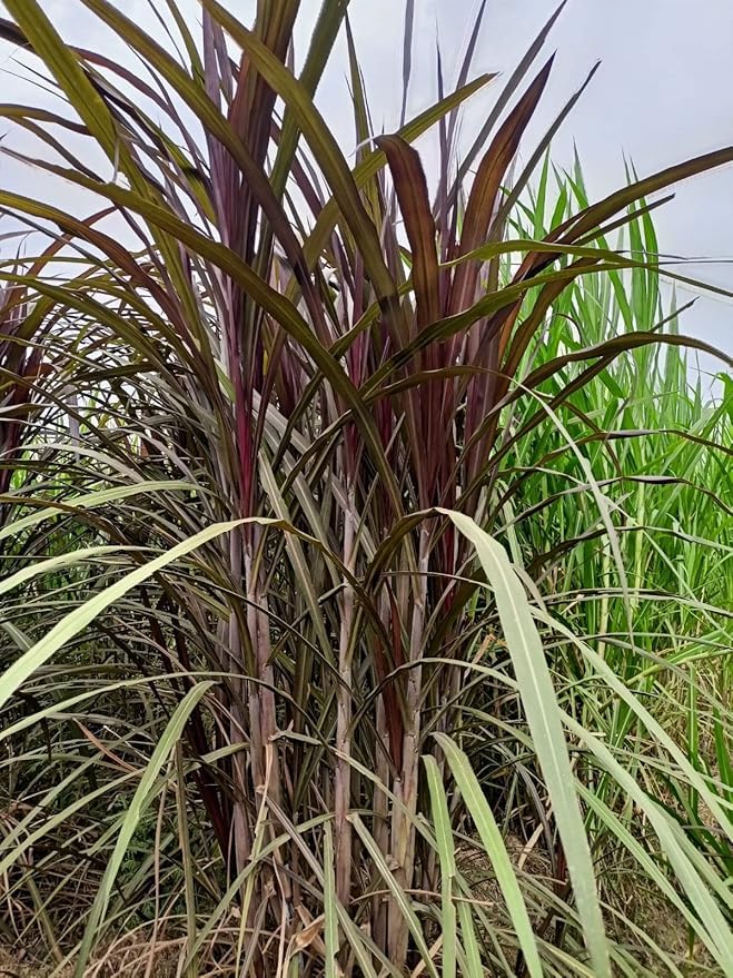 Red napier Grass | Australian Napier | Napier Stick | Pack of 25 Red Napier Grass Stick