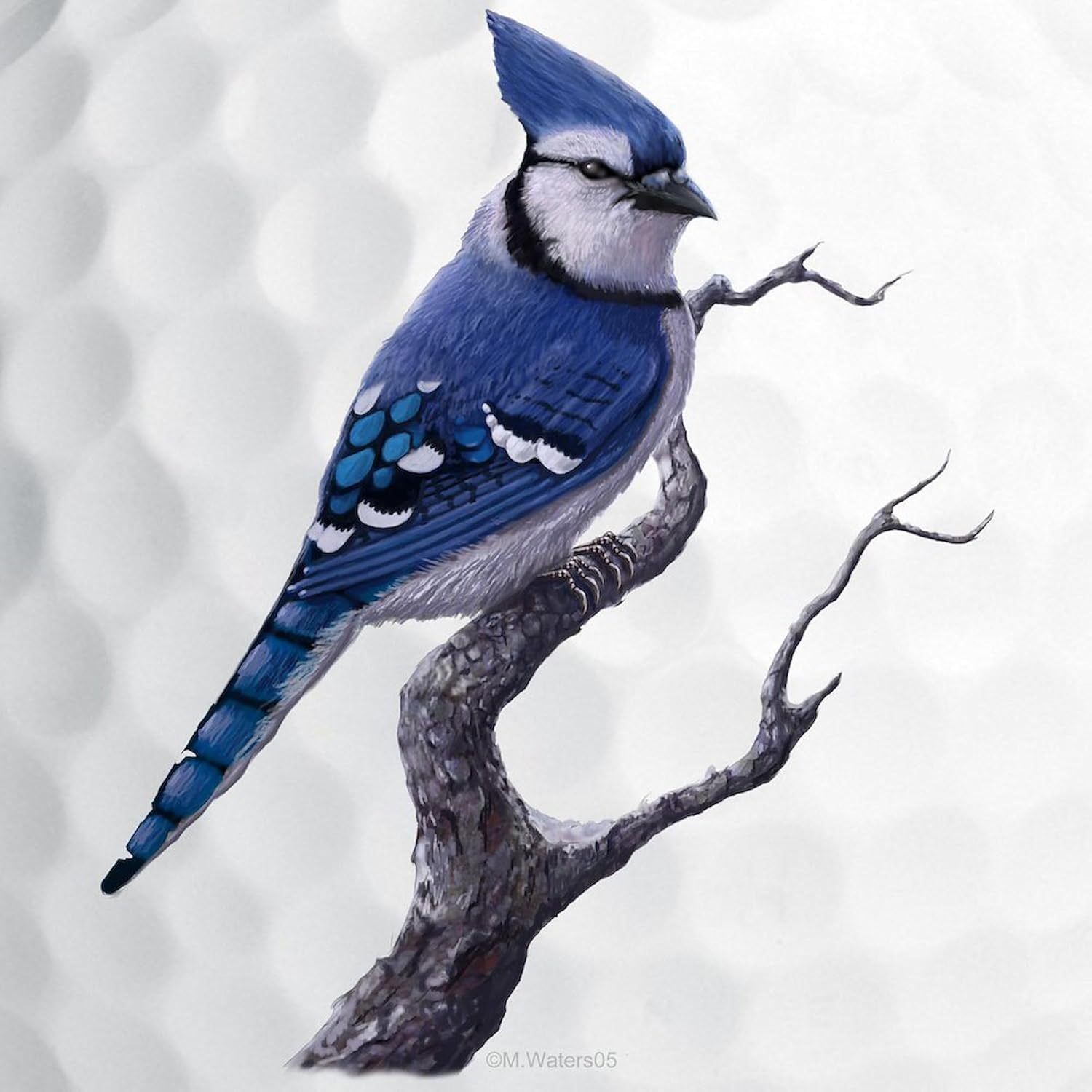 CafePress Blue Jay Bird Novelty Golf Balls (Pk of 12)