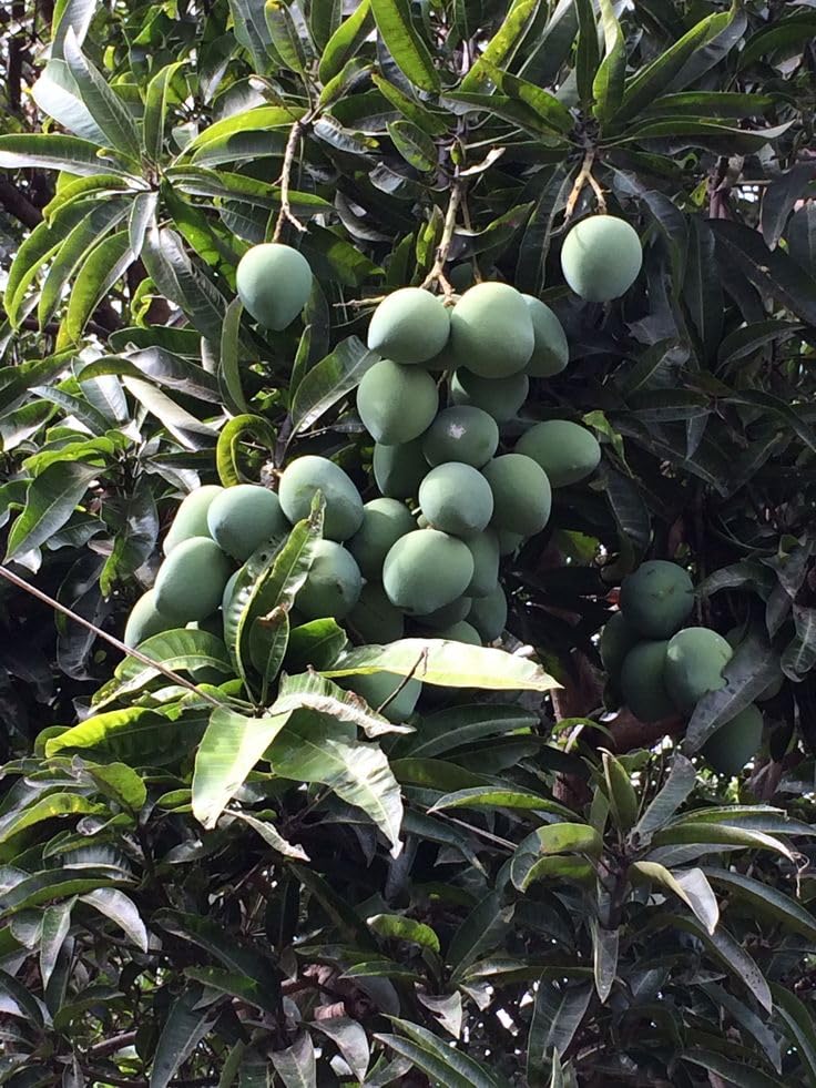 DIARAA All Time Mango Plant GRAFTED Hybrid Thai variety Alltime Mango Fruit Plant Pack Of 1 Live Fruit Plant baramasi all season amm ka paudha garranty fruiting in 3 months. Plant For Home Garden