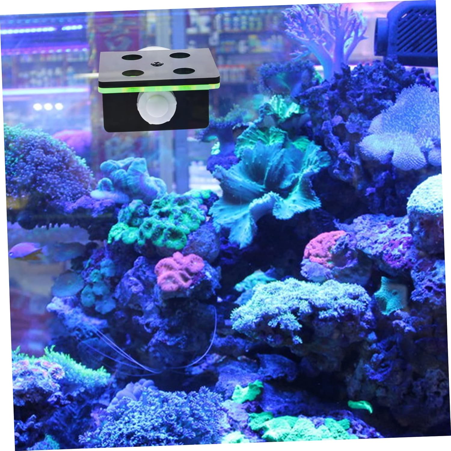 BESPORTBLE 3pcs Double Layer Coral Rack for Aquarium Coral Holder Cup Design for Cultivation and Fish Tank Decoration