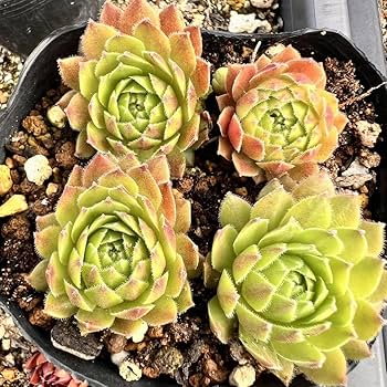 ご確認用　多肉センペルビウム 楽天市場】多肉植物 yukセンペルビウム 紅牡丹 6cmポット