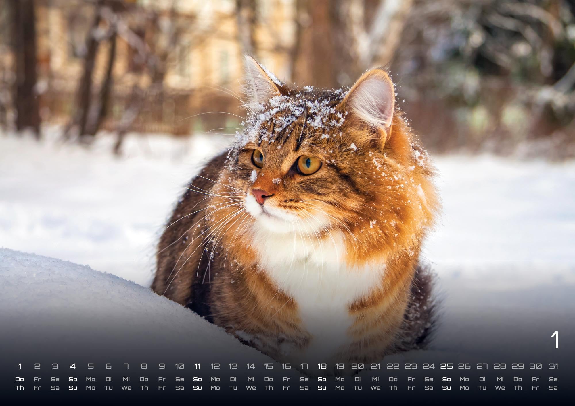 Miau - Unsere Stubentiger - Der Katzenkalender - 2026 - Kalender DIN A2: Der Wandkalender mit den schönsten Katzen-Motiven für das Jahr 2026 im extragroßen Format DIN A2 (ca. 60 x 42 cm)!