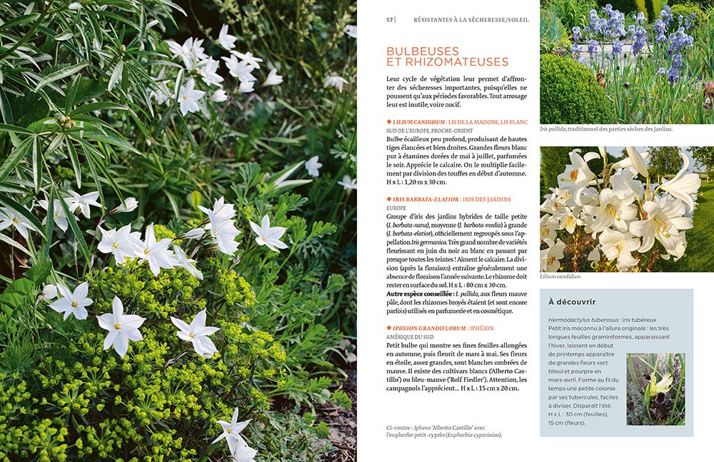 Toutes les plantes supportant la sécheresse