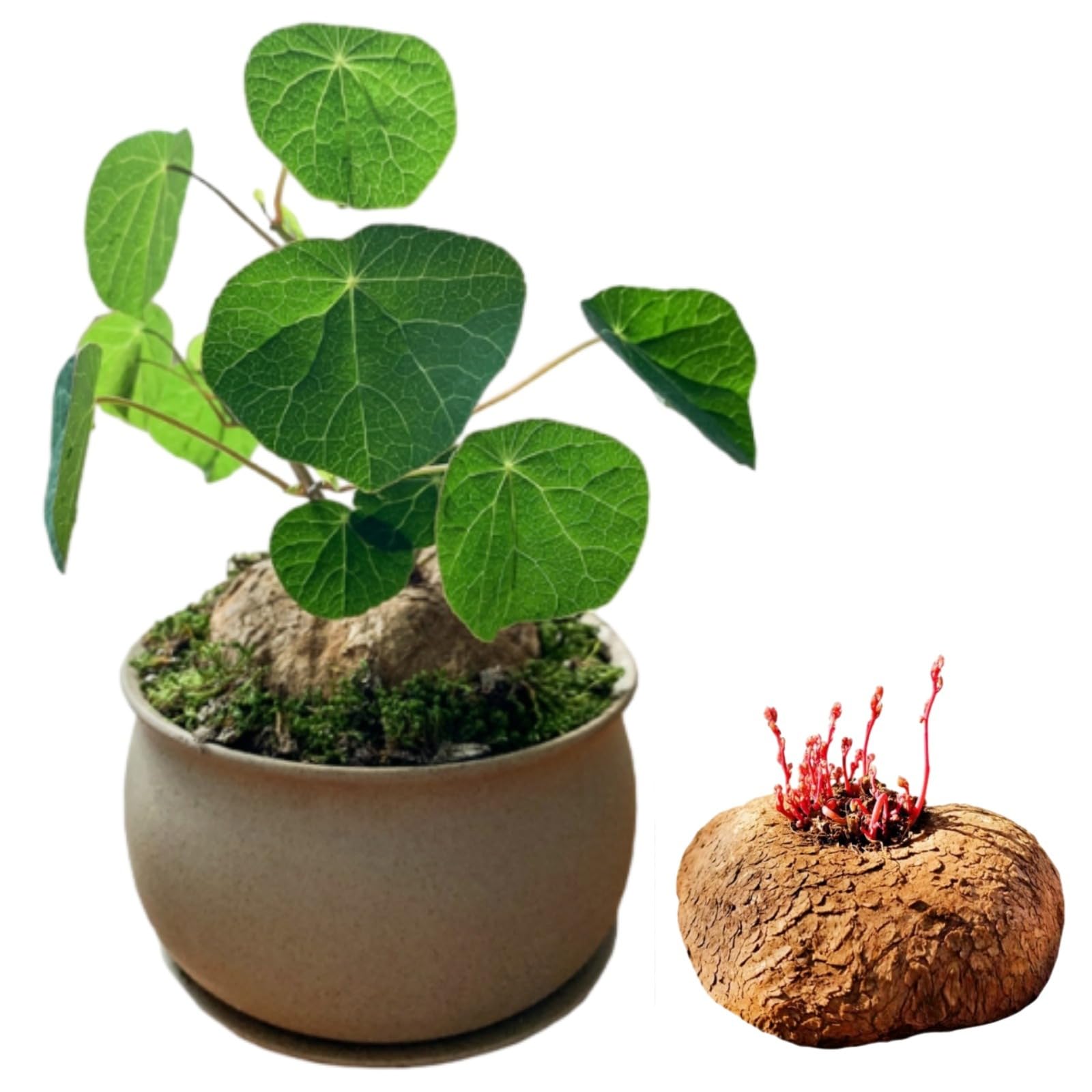 Stephania Live Plant,Stephania erecta bulbs,Flowering Root Excellent Display Indoor Perennial Balcony Garden Bulbs Can Be Potted Aromatic -1bulb-C-Plant supportοΌContains fertilizerοΌ