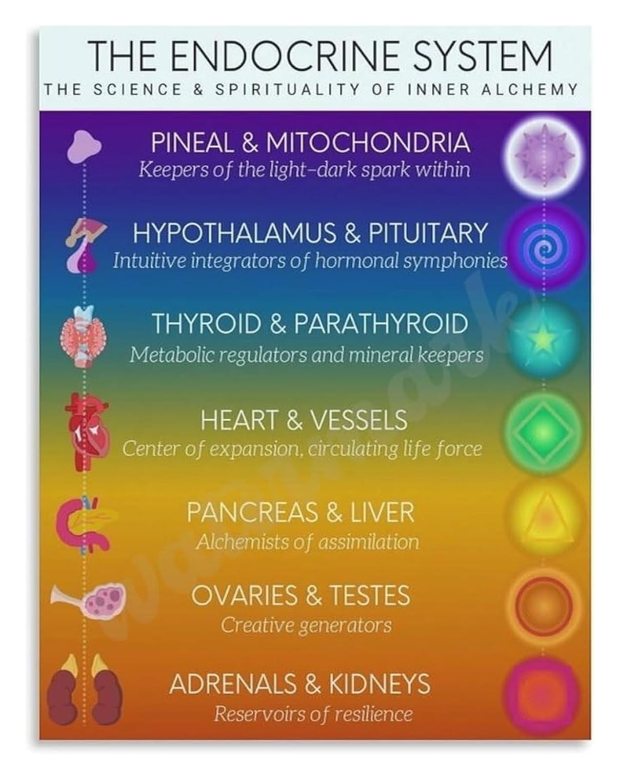 LLBOGRGGN Biochemical and Spiritual Poster The Endocrine System in Inner Thought Reference Art(Unframed,12x18inch(30x45cm))