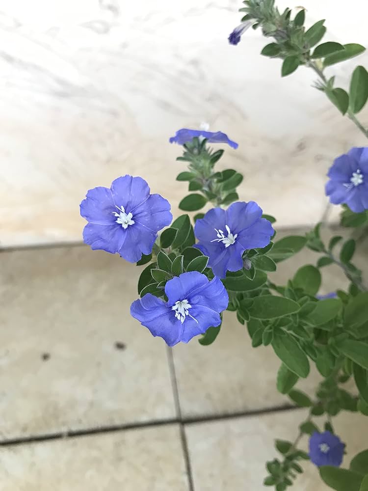 アメリカンブルー様 Amazon.co.jp: 【多年草】 アメリカンブルー 2株セット