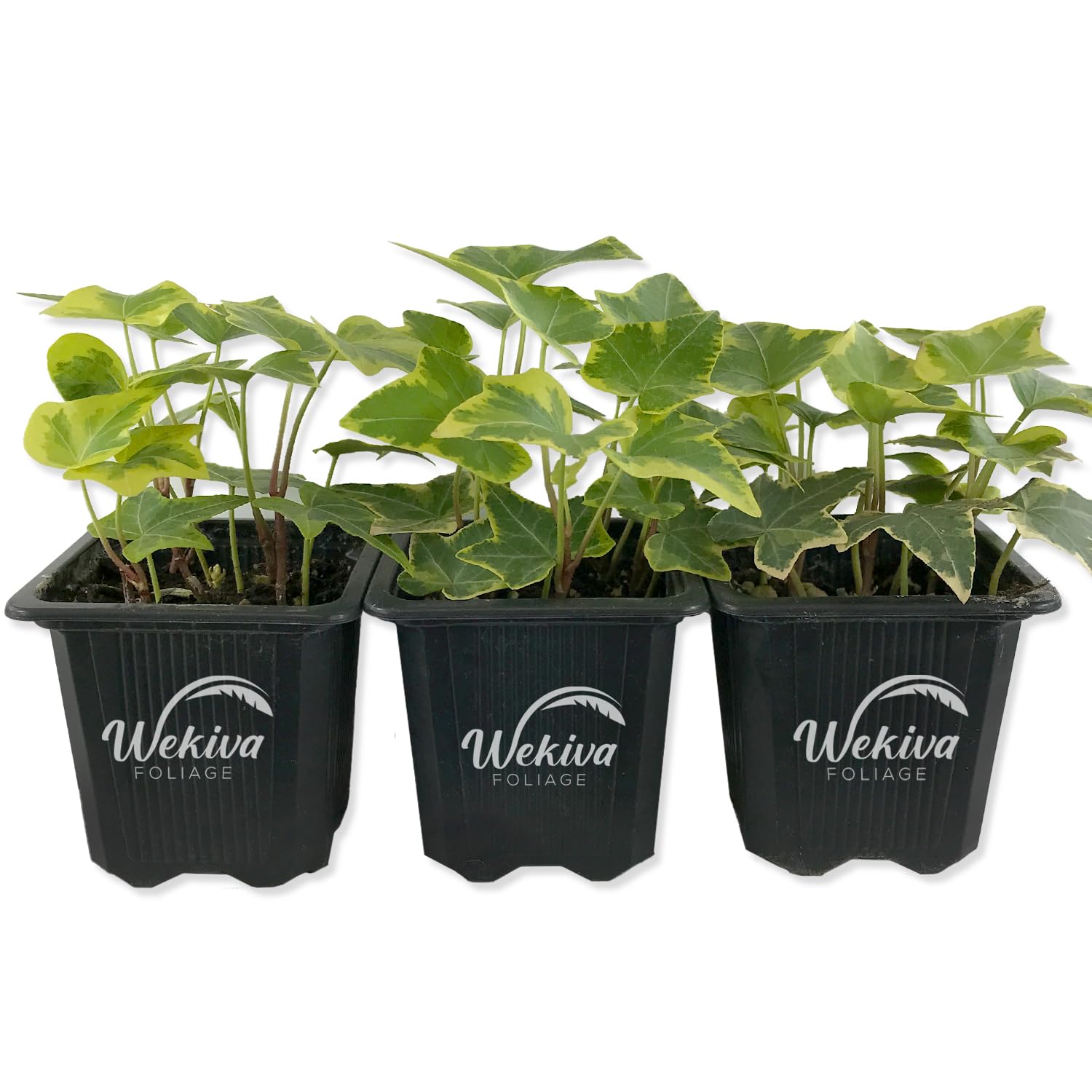 Amazon.com : Golden English Ivy - 4 Live Plants in 3 Inch Pots - Hedera  Helix - Beautiful Easy Care Indoor Air Purifying Houseplant Vine : Patio,  Lawn & Garden
