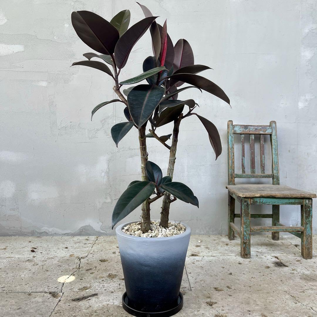 Amazon.co.jp: フィカス バーガンディ 2本立ち 陶器鉢 植え込み発送