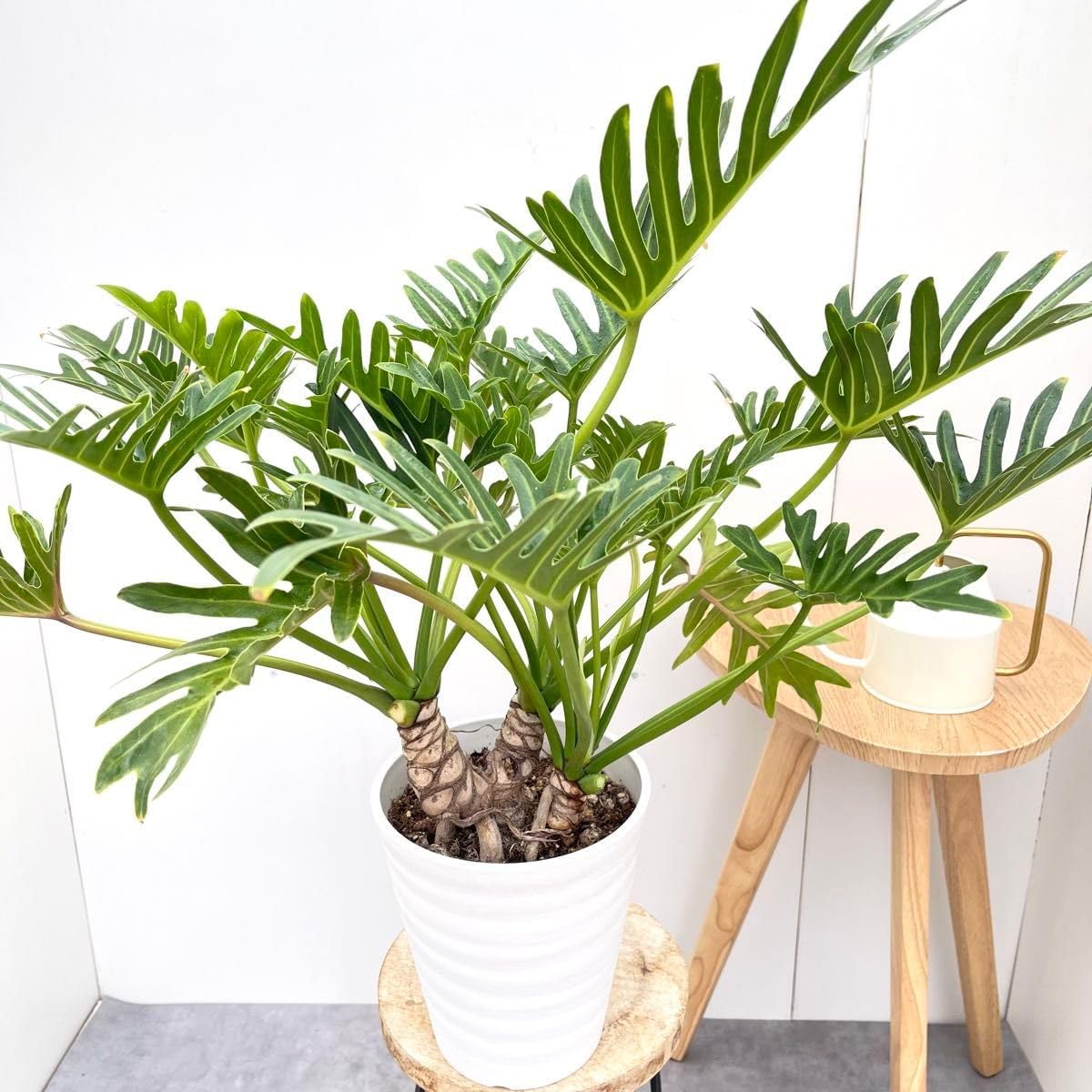 オリーブの木 ネバディロブランコ 約110cm NO.1940 大型 現品掲載