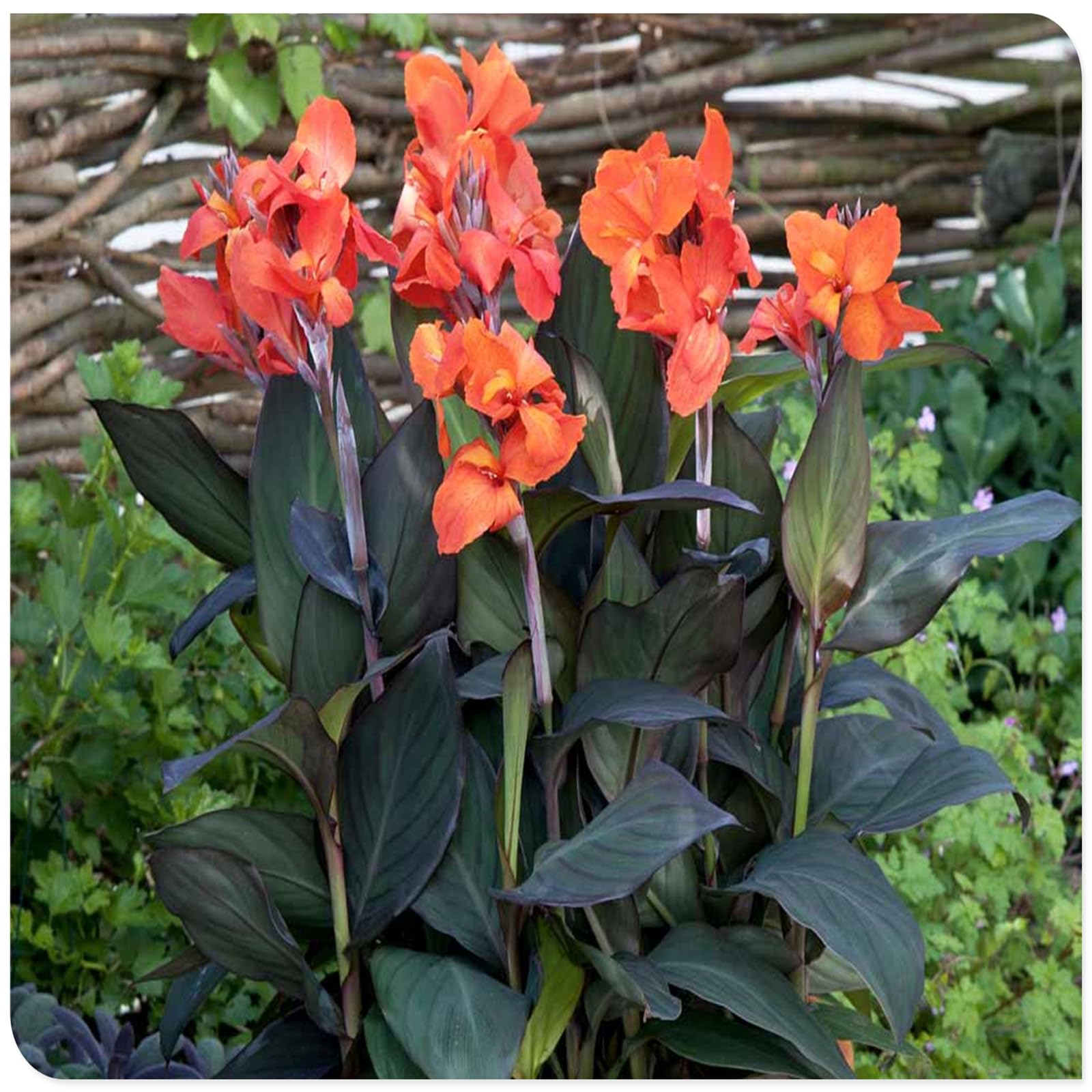 Canna Lily Bulbs Mix Flowering, Canna Lily Tubers, Canna Lily Grow Fast. Exotic, Excellent Display, Canna Lily Easy to Plant, Canna Lily Hardy Perennial Canna Plants UK,-2bulbs-J