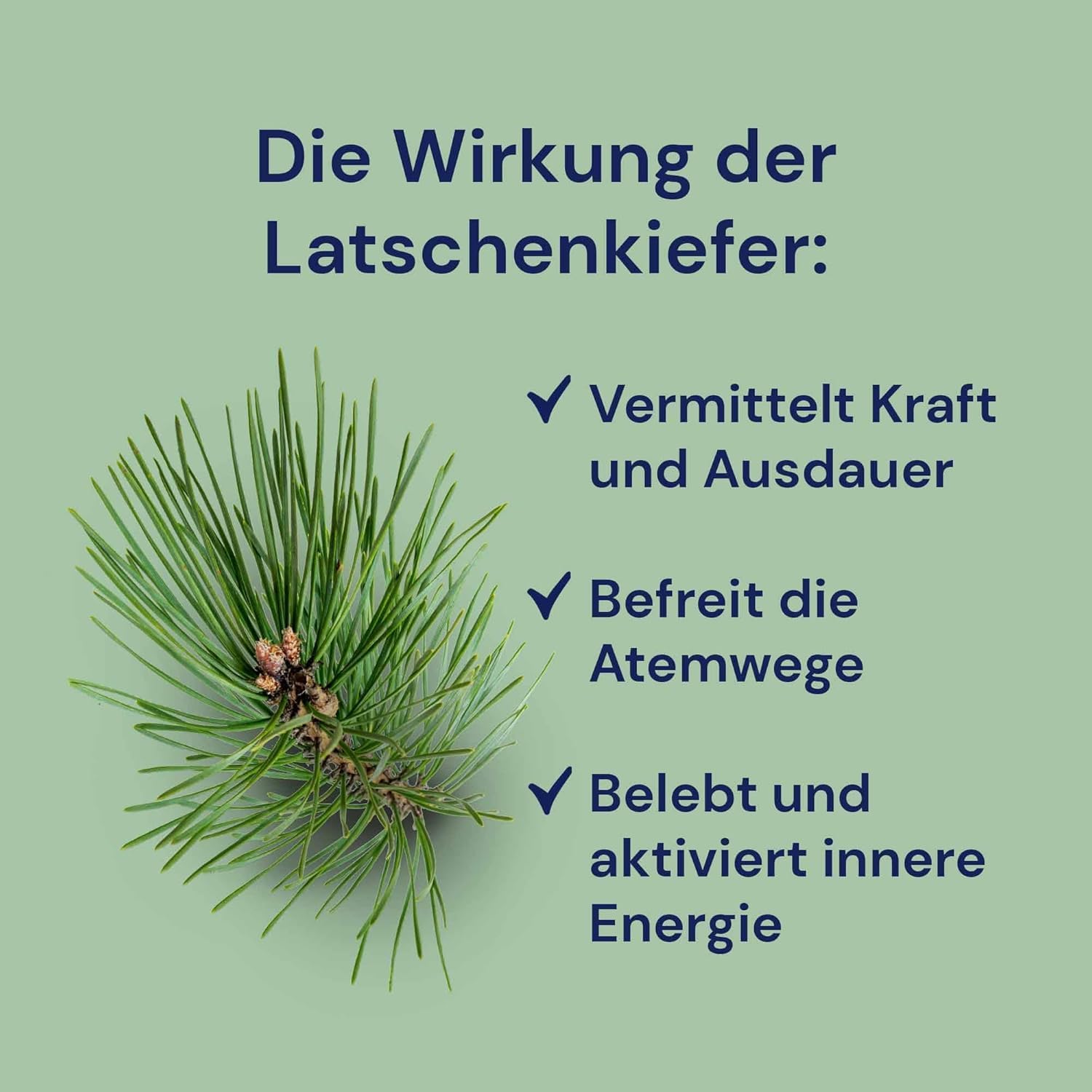 Infusion pour sauna « Pin de montagne » (1000 ml) de Spitzner