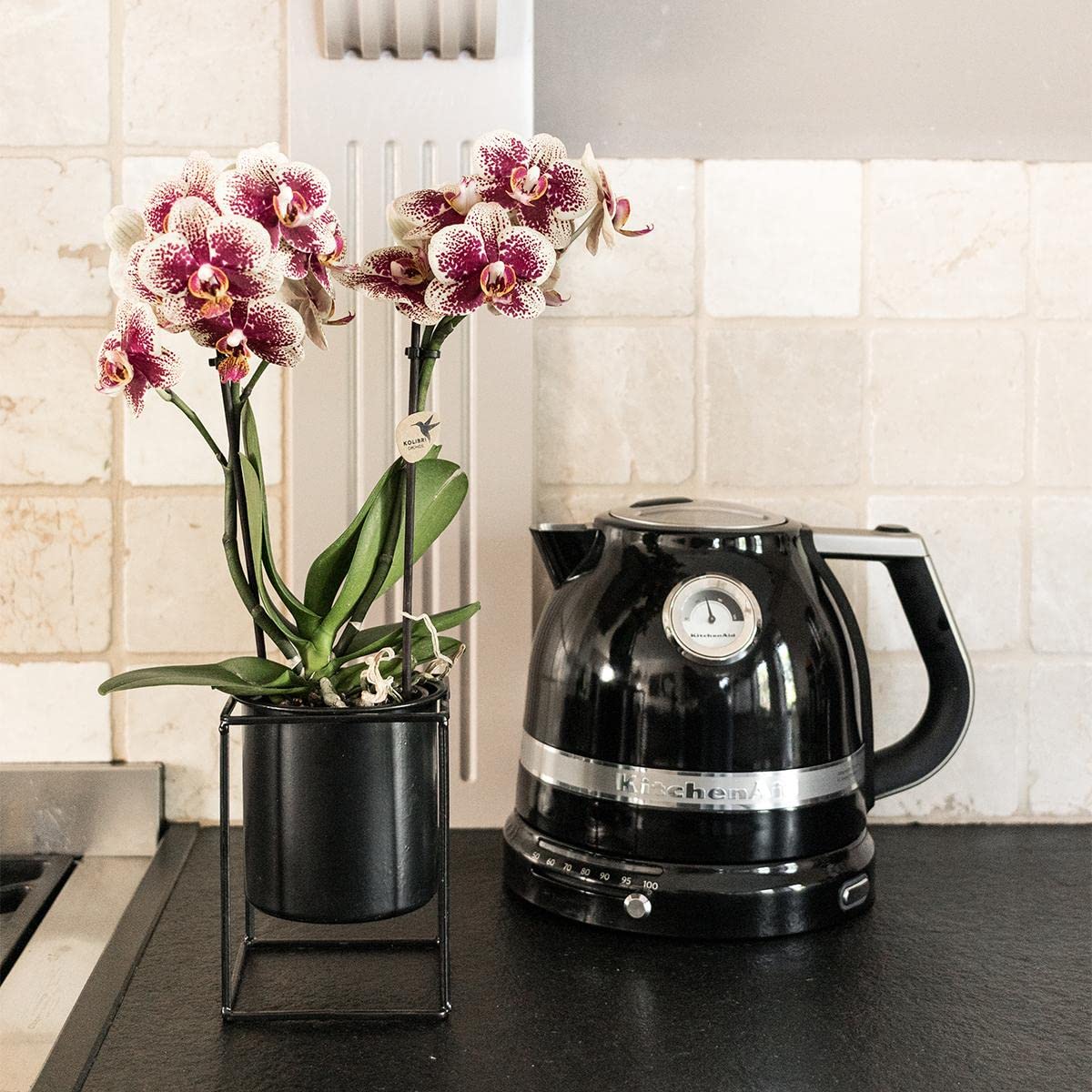 KOLIBRI Orchids | Gelbe rote Phalaenopsis-Orchidee - Spanien - Topfgröße Ø9cm | blühende Zimmerpflanze - frisch vom Züchter