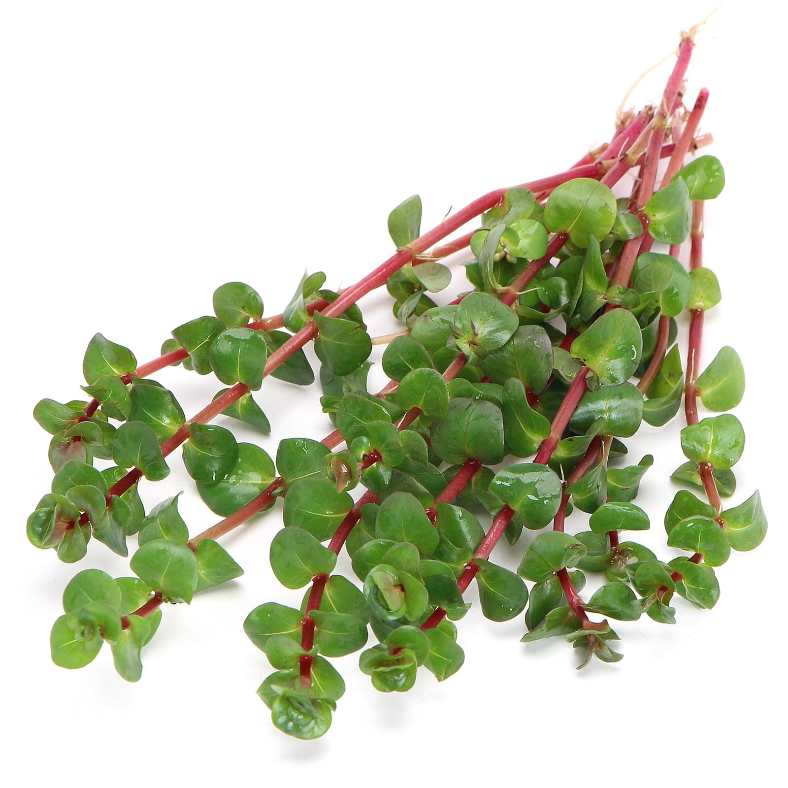 K2AQUA Rotala Rotundifolia Red Loose Plants Live Aquarium Plant Green to Intense Red Leaves Easy Care Low Maintenance Midground Background Tropical Freshwater Tank Natural Decoration Beginner Friendly