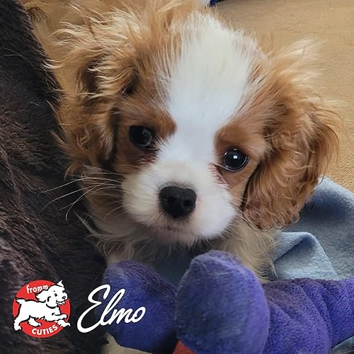 Miniatura 8 de Fromm Heartland Gold Puppy - Alimento seco prémium para perros, alimento seco para cachorros para razas medianas y pequeñas, receta de carne de res,