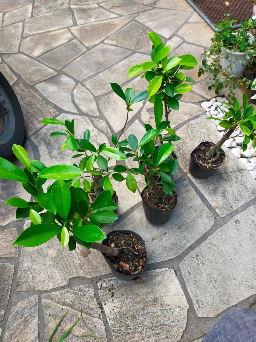 ガジュマル 59809-1SS_1024x1024.jpg?v=