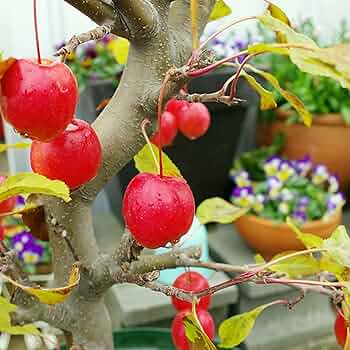 リピ☆ りんご姫ページ 71lwhyg5adL._UF350,350_QL50_.jpg