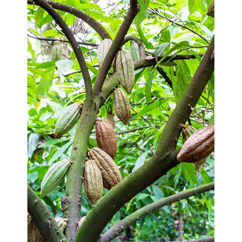 semillas del árbol del cacao, plantas reales, plantas decorativas Maceta de bonsái, de jardín, balcón resistentes Macetas, decoración jardín para exteriores. Semillas árboles, 60pcs
