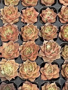 多肉植物 多肉植物 赤霞錦 大苗 | るる農園~多肉植物専門