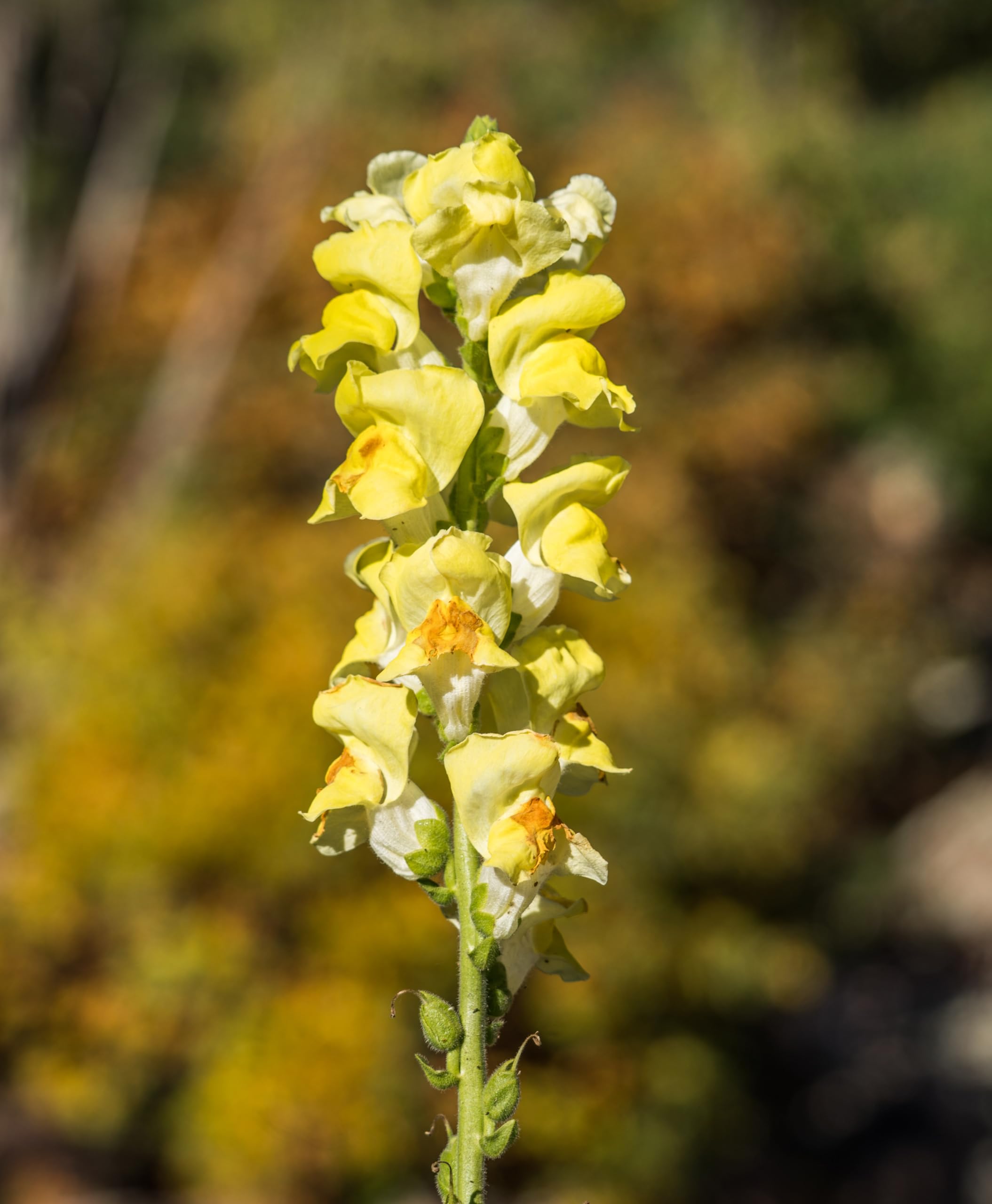 Lupine (Lupinus luteus) Samen (in gelb). Sehr guter natürlicher Gründünger! (10000 Samen = 1000,0g)