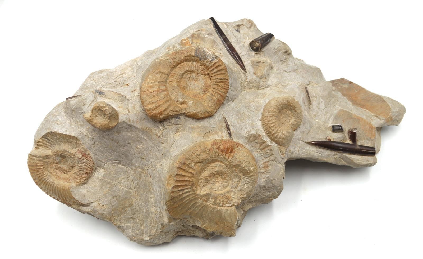 Belemnite & Perisphinctes Ammonite Fossil Jurassic #18185