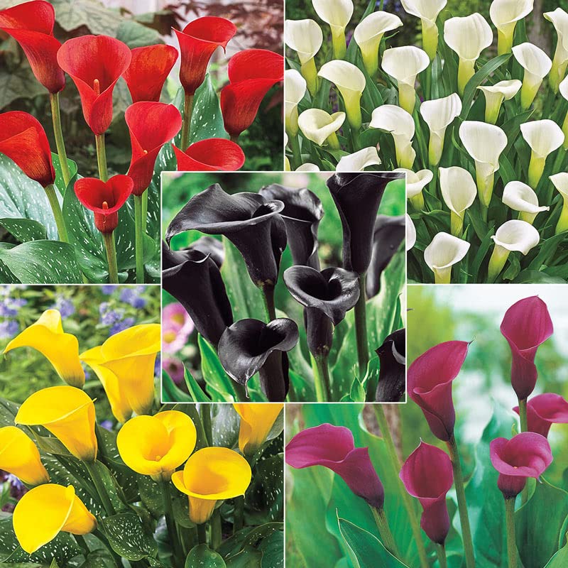 Zantedeschia/Calla Lily ‘Mixed’ Imported Flower Bulbs for Home Gardening-(Pack of 3 Bulbs) (B0BTJ8BP75) Amazon Price History, Amazon Price Tracker