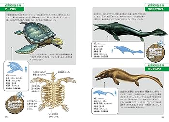 水の生き物 シルバーバック 【水ぬりえ 海のいきもの図鑑】 知育玩具 幼稚園
