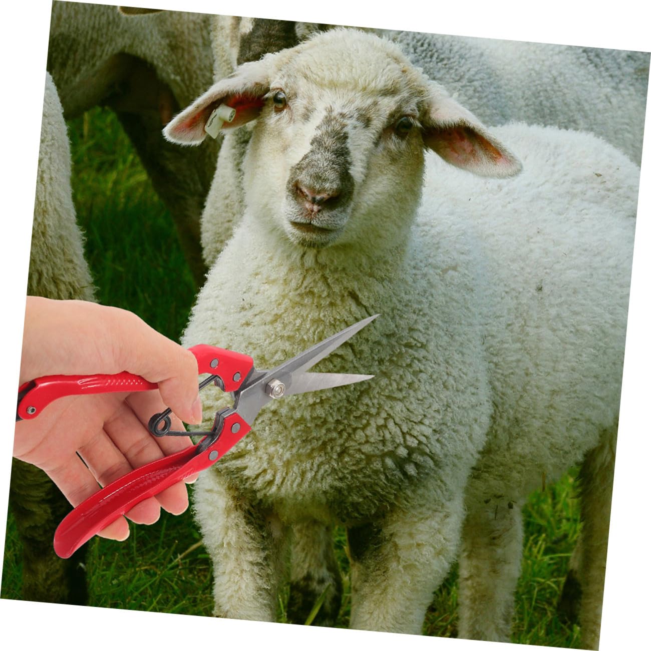 VANZACK 2piezas Tijeras Manuales Para Shearing De Lana De Oveja Cortador De Pelo Para Ganado Diseño Ergonómico De Acero Al Carbono Herramienta De Jardinería Agrícola
